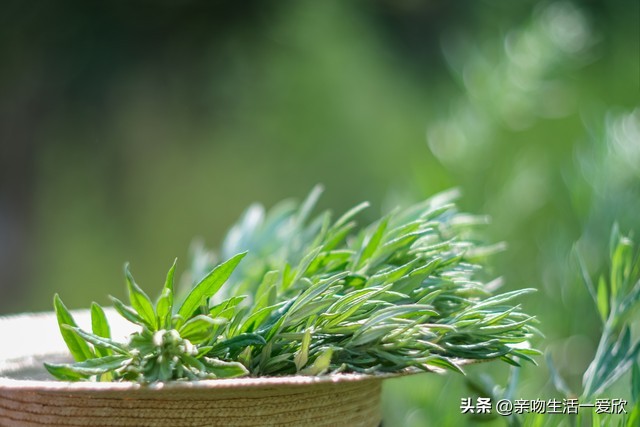 端午节时节的艾叶有什么用处,端午节用艾叶洗澡的好处