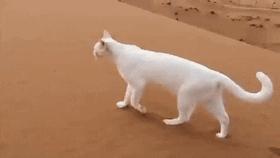 新手铲屎官该如何挑选狗粮呢,新手铲屎官如何挑选猫咪