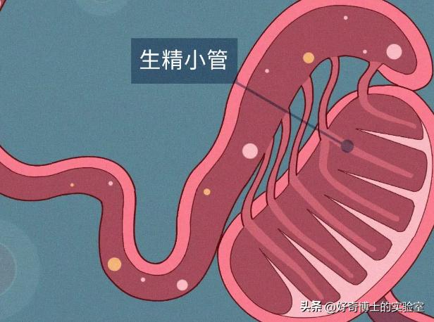 男生精液还有4种“神奇”效果？到底是不是真的？