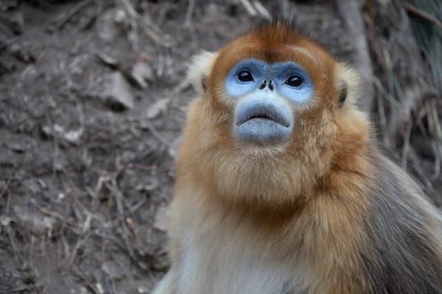 大兴野生动物园之旅,北京野生动物园和猛兽亲密接触