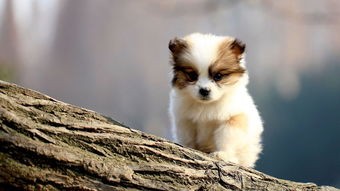 狗狗的指甲怎么处理,狗狗指甲长怎么处理