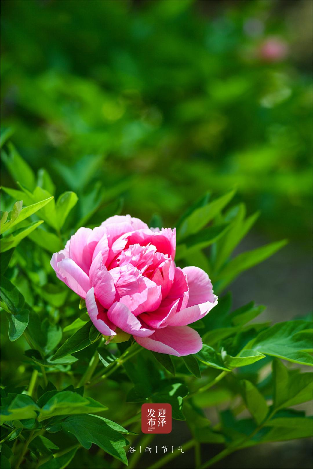 二十四节气之谷雨春光晓,24节气初夏的特点