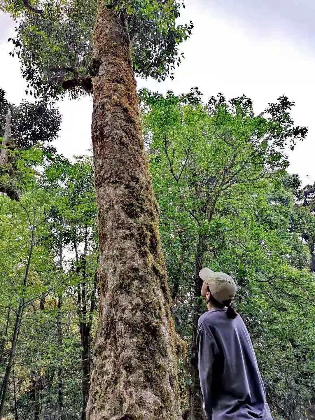 修享茶业钟海勇：以茶行修，打造中国茶文化的独特品牌之路