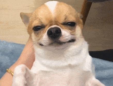 体型最小的吉娃娃狗,吉娃娃是世界上最小的狗吗