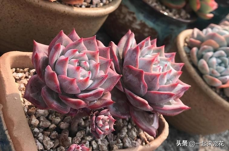 多肉粉蓝鸟怎么玩,粉蓝鸟多肉养护方法和技巧图解