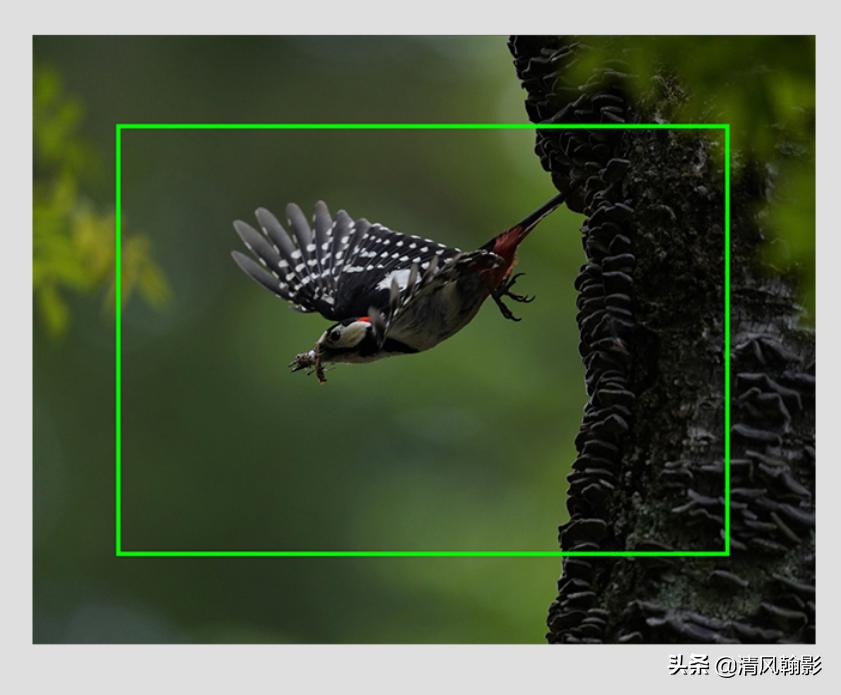 拍鸟什么微单相机合适,索尼a7r4深度拍摄感受