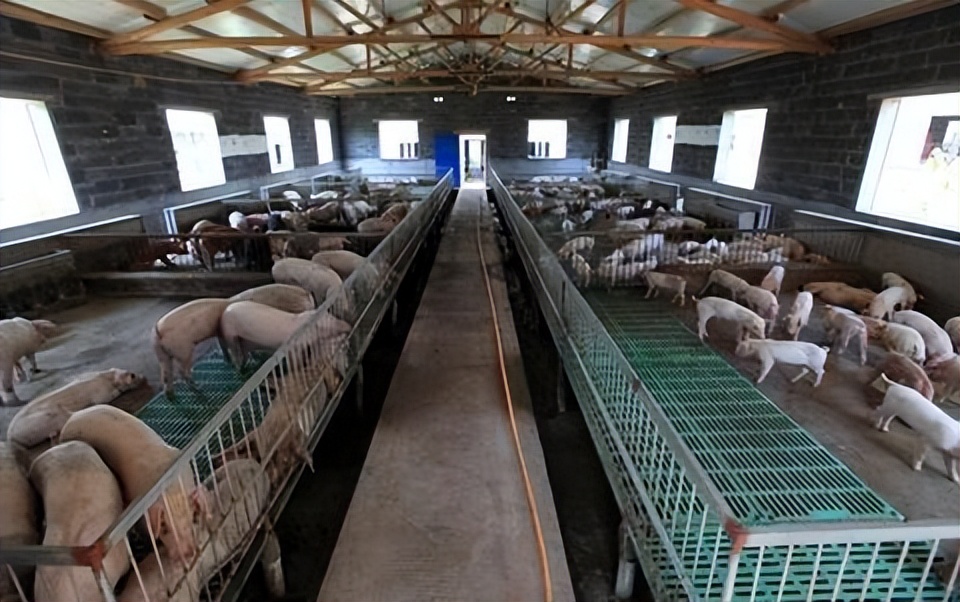 什么动物养殖最便宜最好养,药用动物养殖品种大全