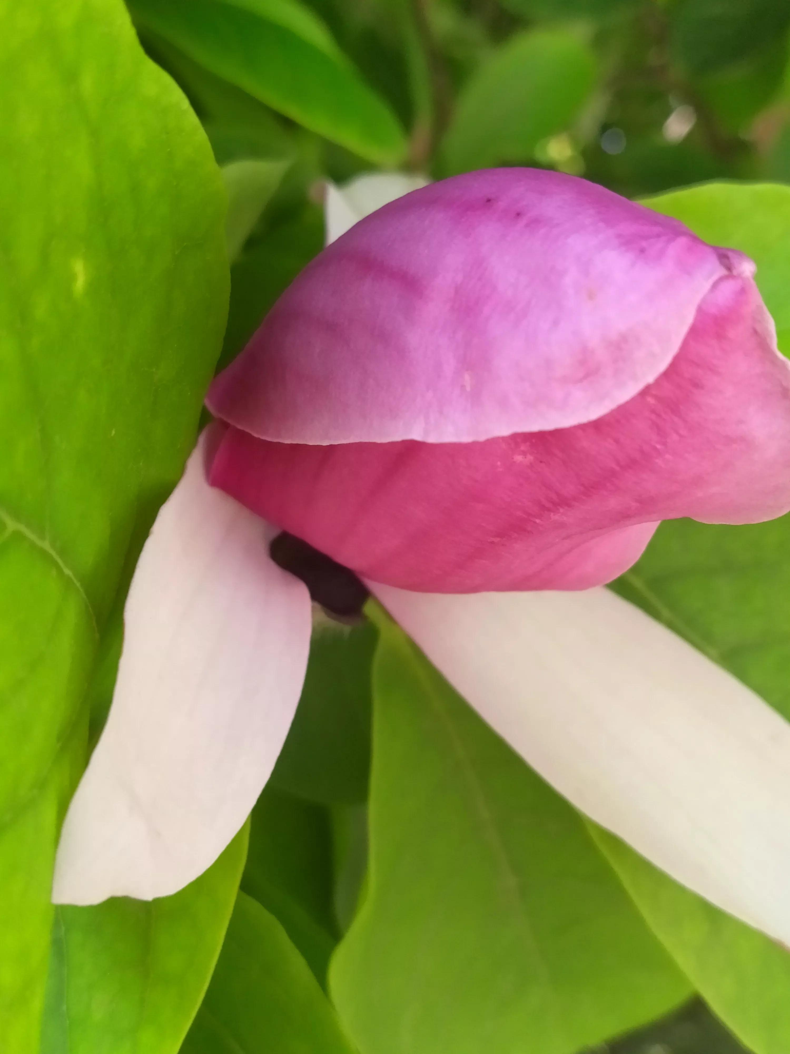 玉兰花的花期是几月份,玉兰花的花期在什么时间
