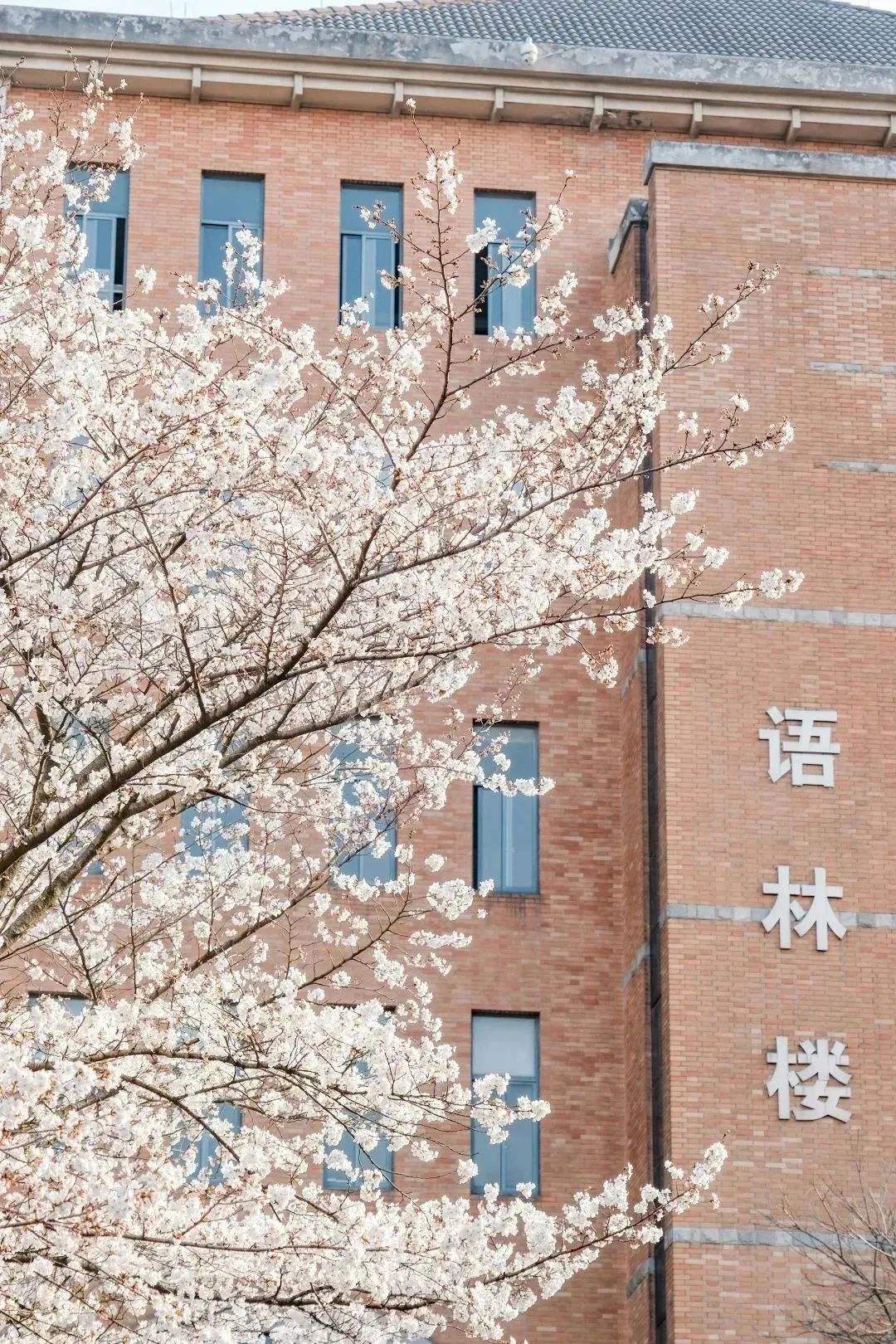 雨樱也浪漫！浙工大美美美！