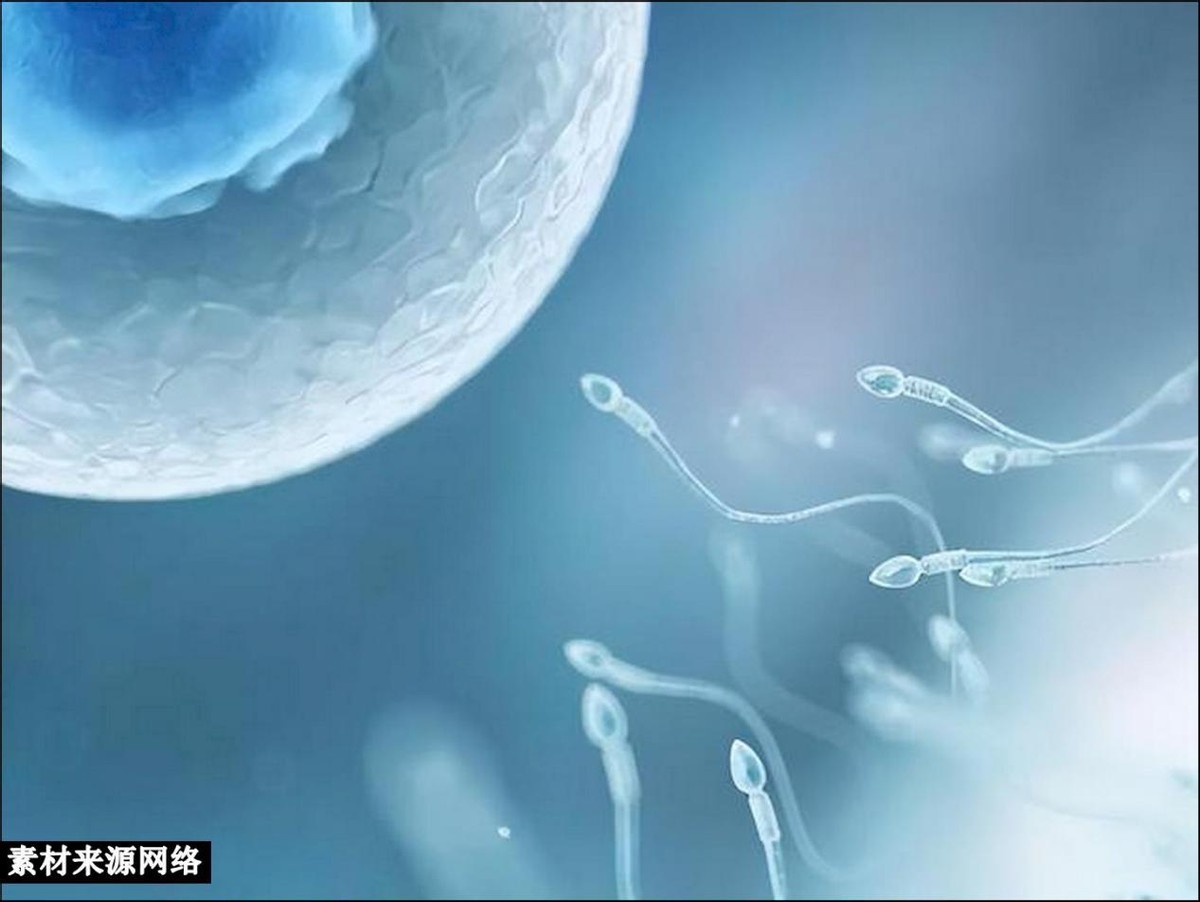 科学家发现人类精子和卵子,科学家发现精子与卵子