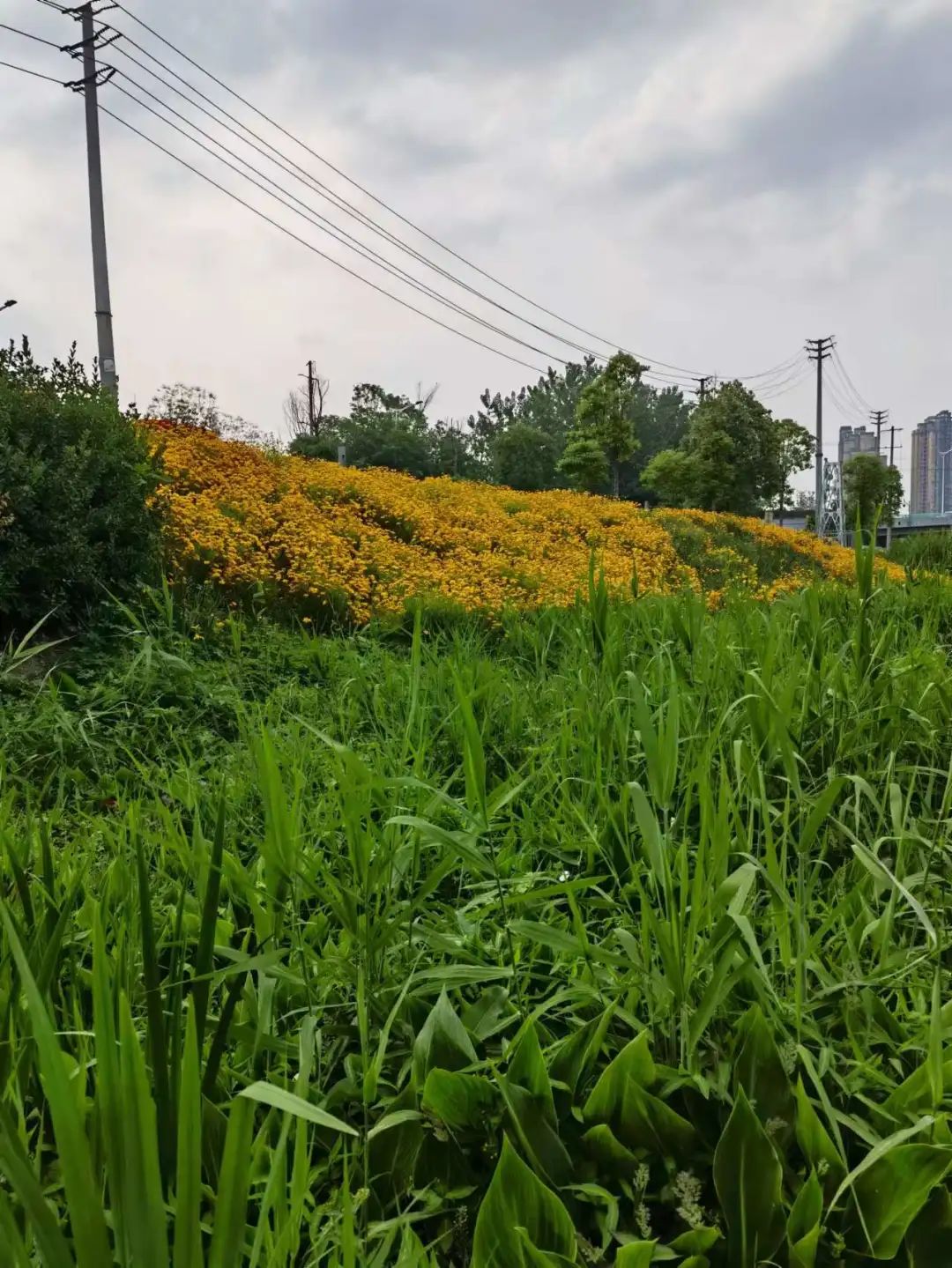 洞子口往事 (陈氏凉粉洞子口)