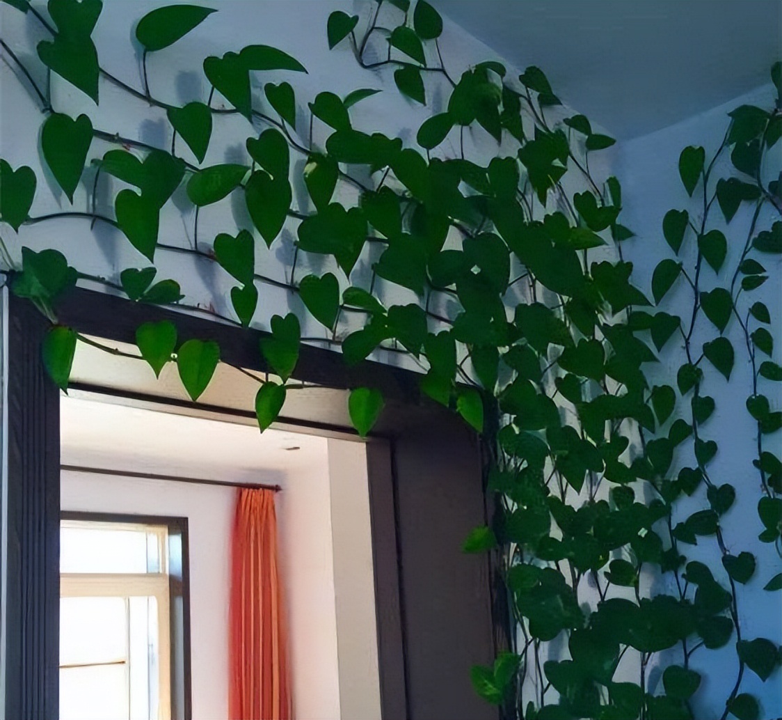 绿萝怎么叶子越养越发黄呢,为什么绿萝越养叶子越小