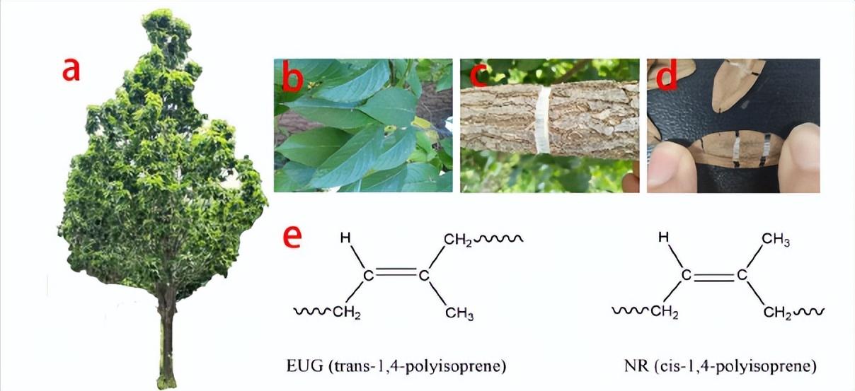 杜仲胶耐磨,杜仲胶简介