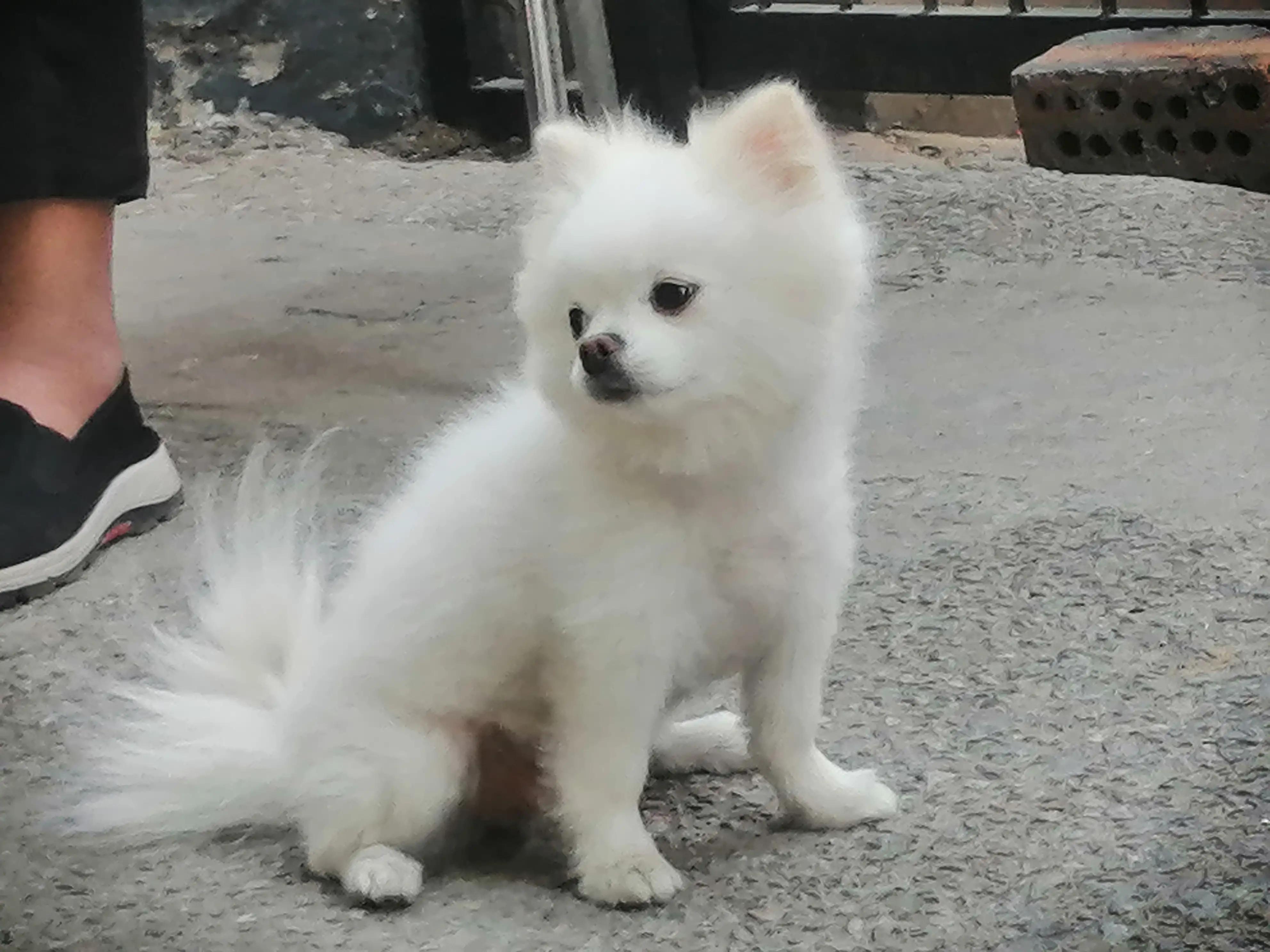 姣涜眴灏忕嫍,璋冪毊灏忕嫍姣涜眴