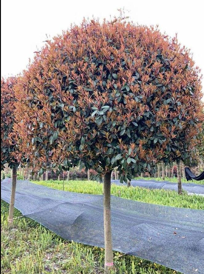 22年前,森禾从美国引进红叶石楠,一年小苗就卖了4亿元