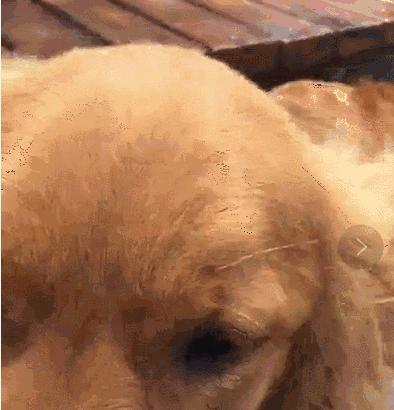 怎么判断土狗是不是星期狗,怎么选狗避免星期狗