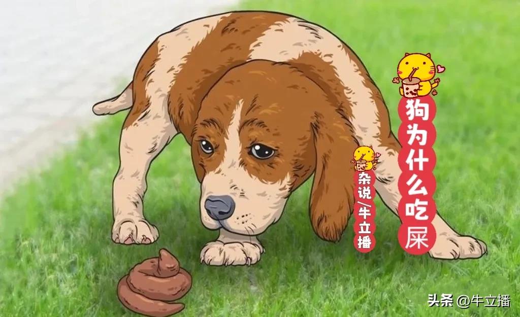 狗吃杂食是什么原因,狗为什么杂食