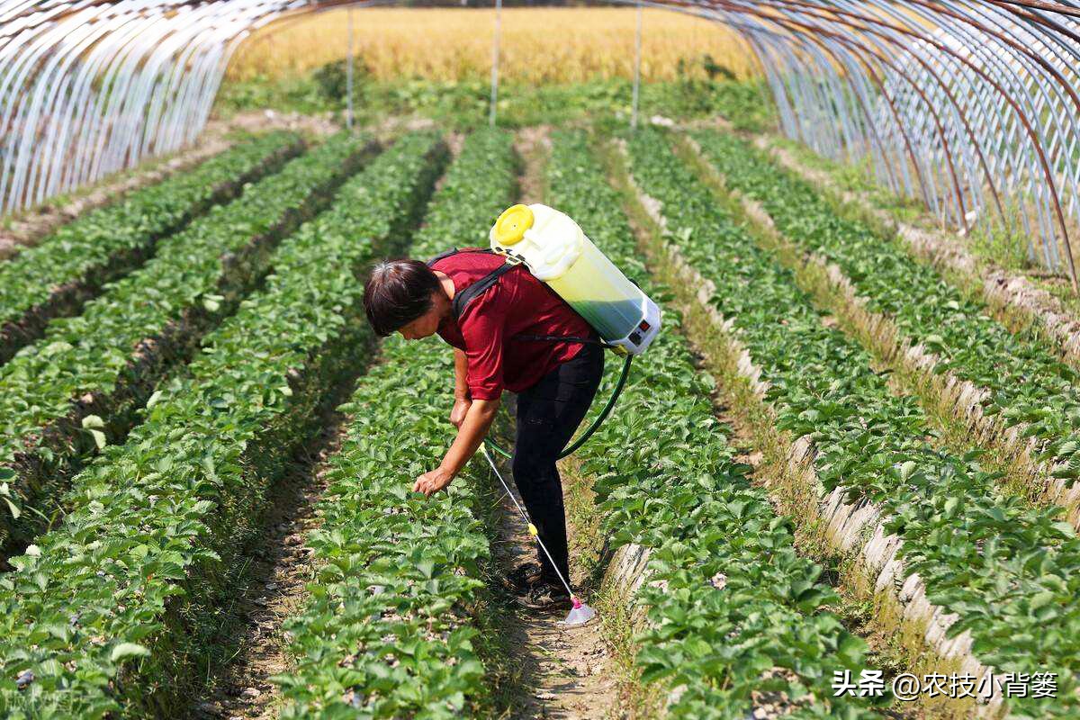农作物除病害剂,农业害虫防治剂