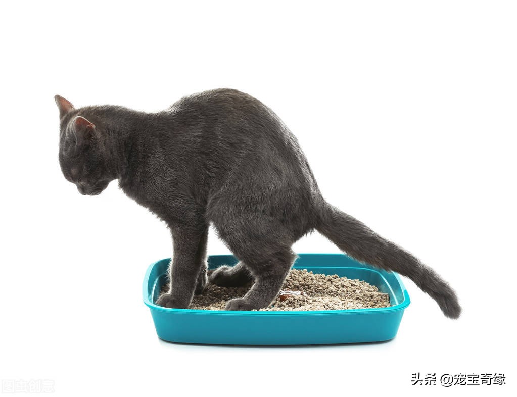 猫为什么会臭到震惊,猫怎么越养越臭