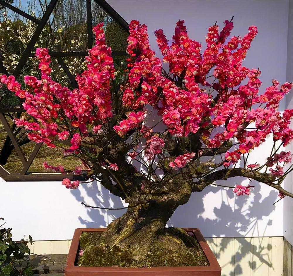 梅花的四季养护技巧