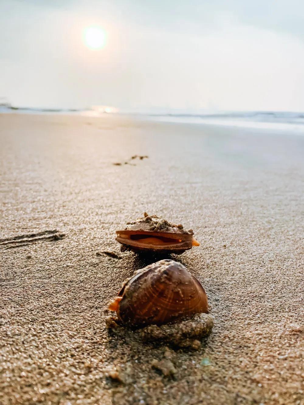 秦皇岛赶海退潮时间表,秦皇岛几点退潮赶海能捡到海鲜