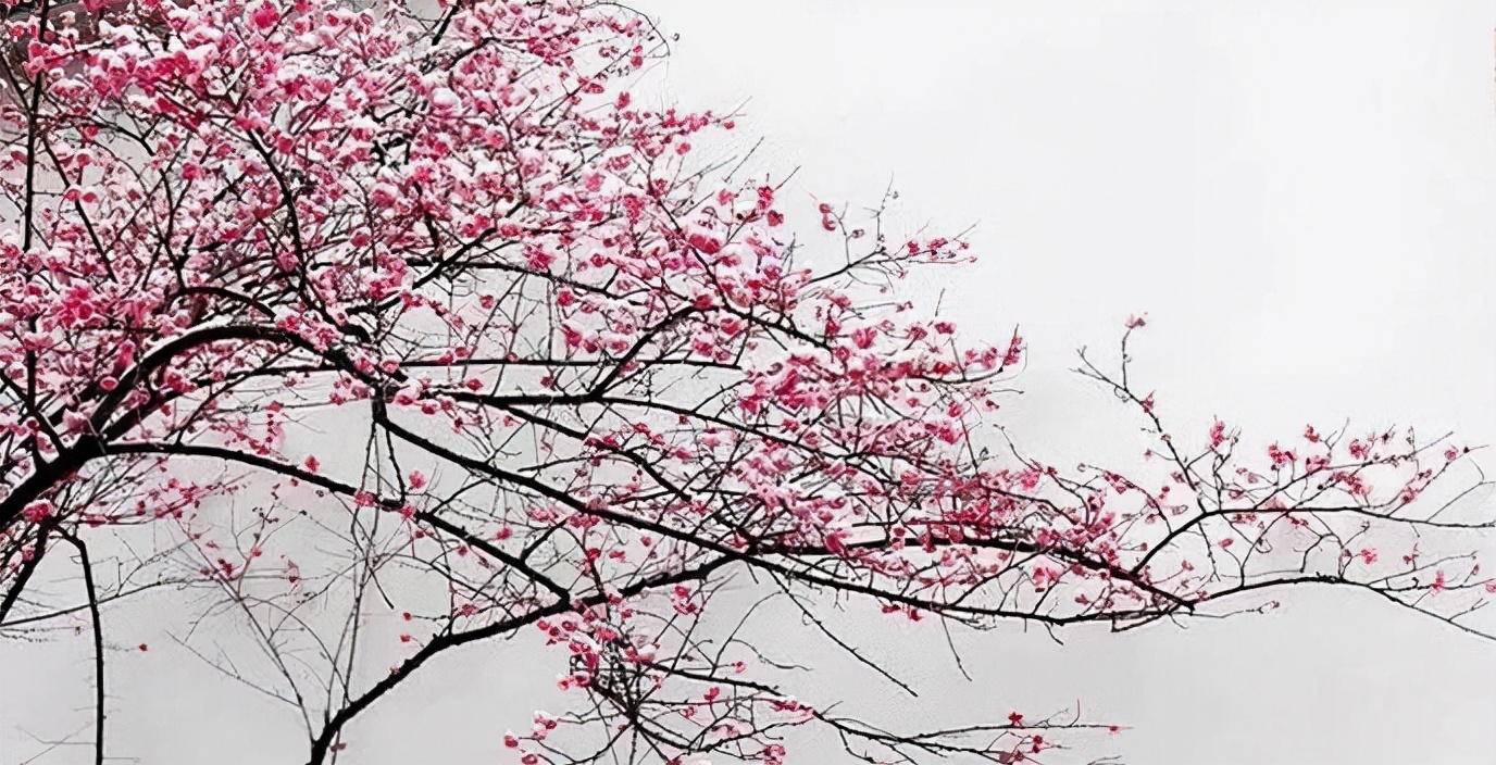 梅花香自苦寒来的上一句是什么,梅花香自苦寒来视频