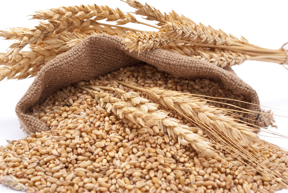 麦子是先旺后不能旺的真实情况,小麦拔节后怎么控旺