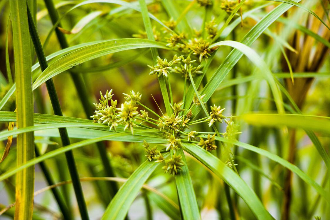 《中国大百科全书（第2版）》读书笔记03147-被子植物门