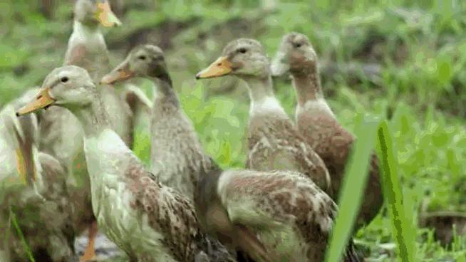 绵阳三台历史,四川绵阳三台古城排名