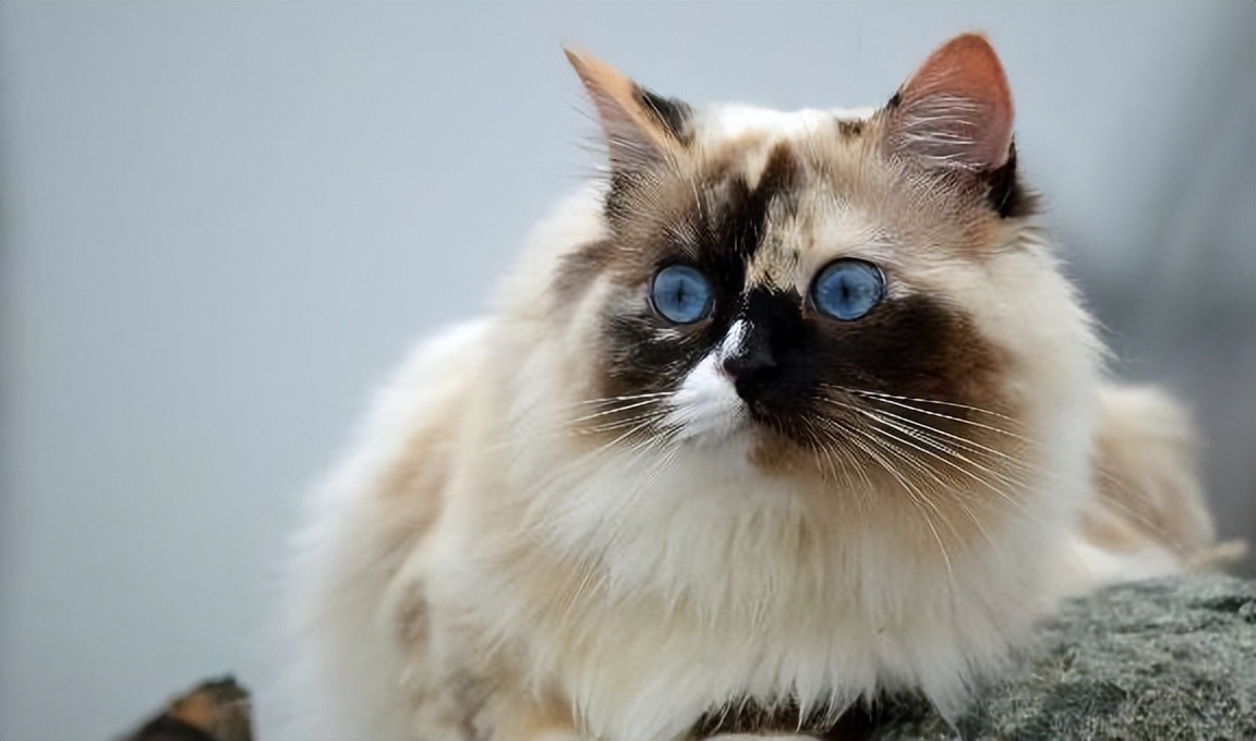 布偶猫的五大优点,布偶猫两个优点和三个缺点