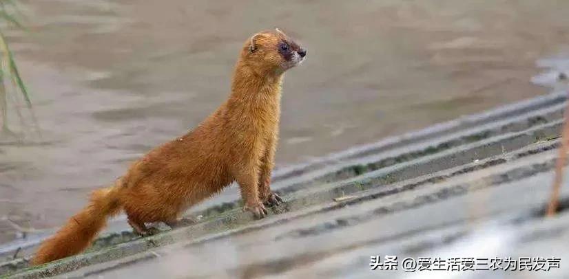 黄鼠狼害人怎么办,黄鼠狼祸害庄稼吗