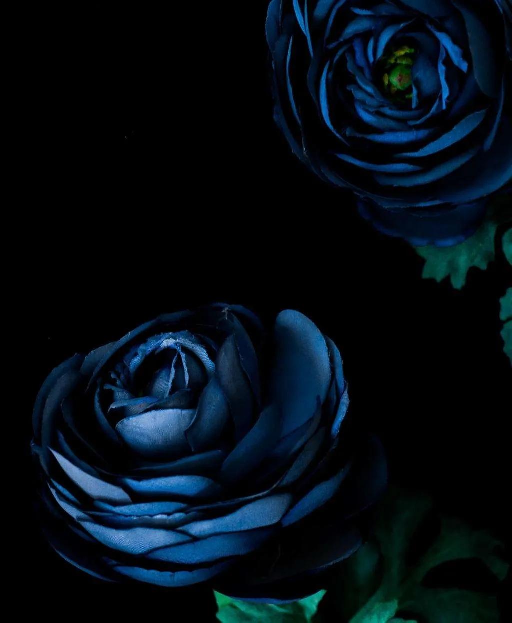 蓝色妖姬花束壁纸,花朵壁纸蓝色