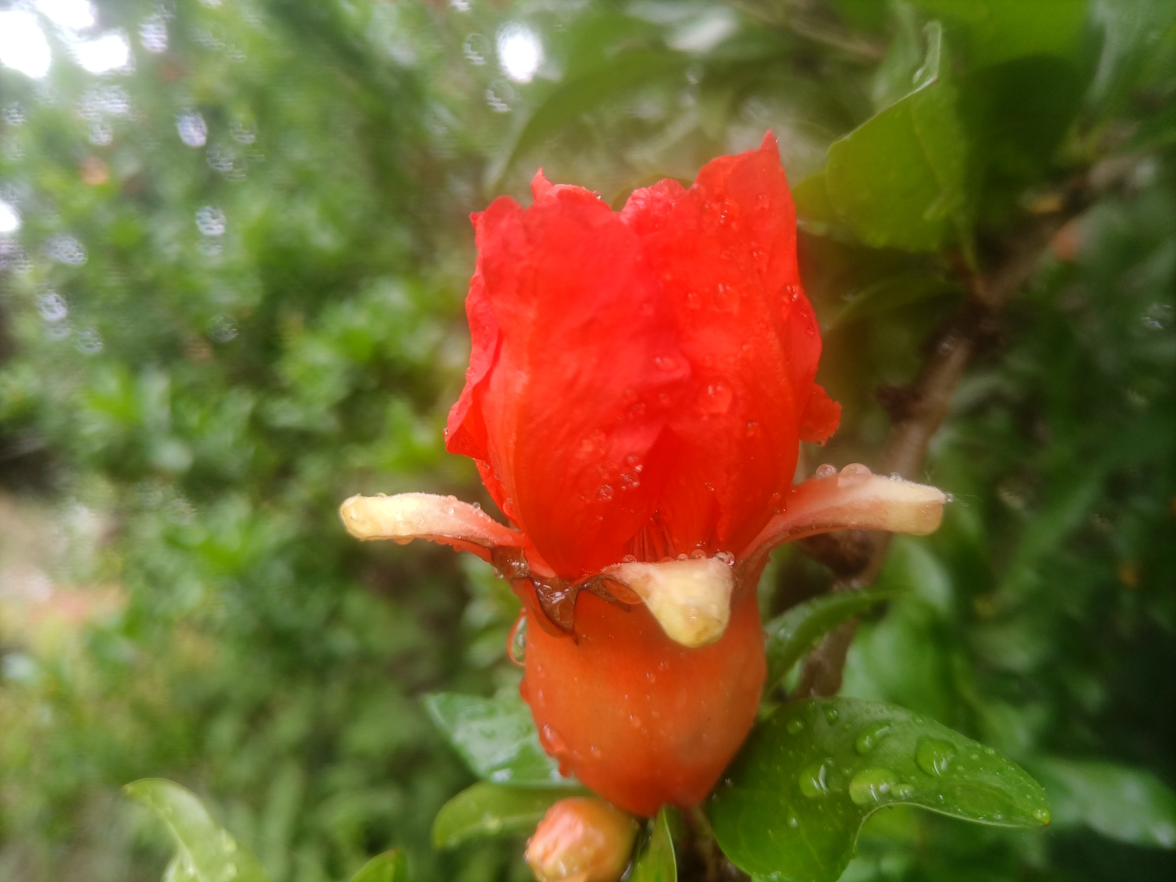 五月石榴花开的唯美诗句,关于石榴花的美文和诗句