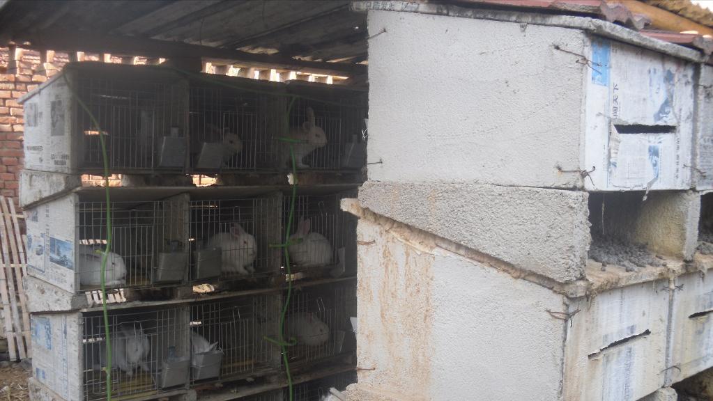 养殖肉兔都有哪些疾病,养兔的疾病治疗费用多少钱