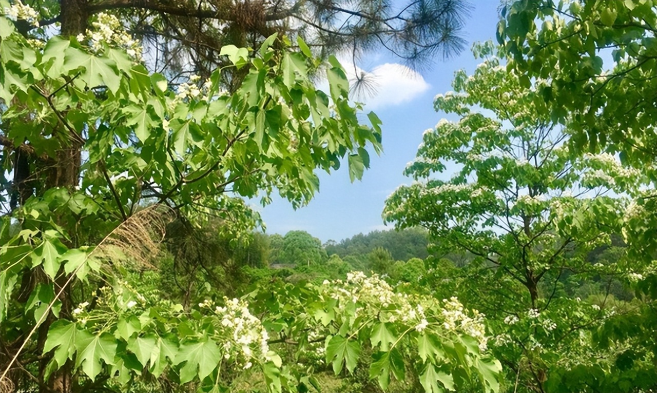 桐油为什么是战略物资,桐油在战争中为什么是战略物资