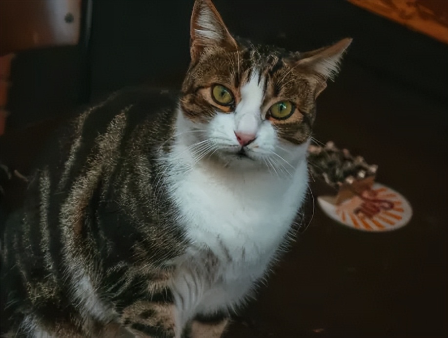 袖虎宠物店,深圳袖虎宠物店可靠吗