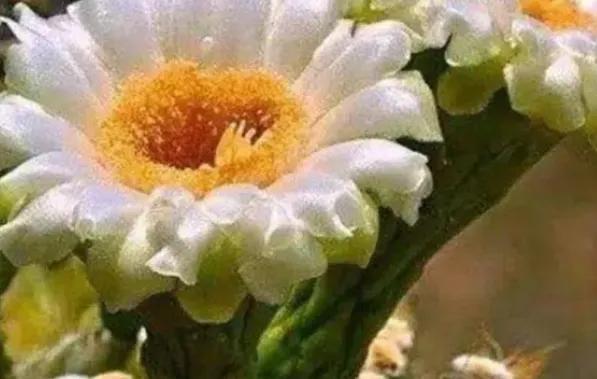 十种最漂亮最好养的花,十种最漂亮的瀑布花