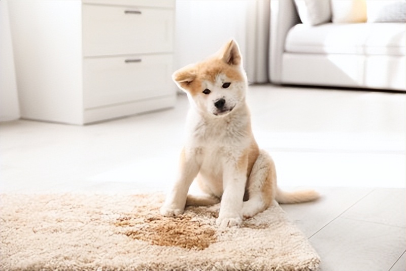 狗狗最喜欢的5种气味,狗狗特有的体香