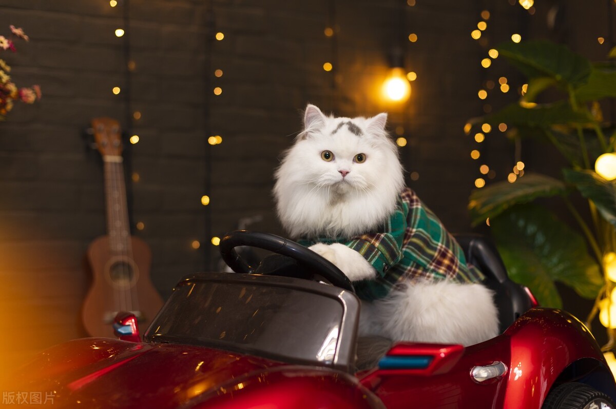 为什么猫猫都不喜欢洗澡,猫猫为什么不喜欢睡主人身上