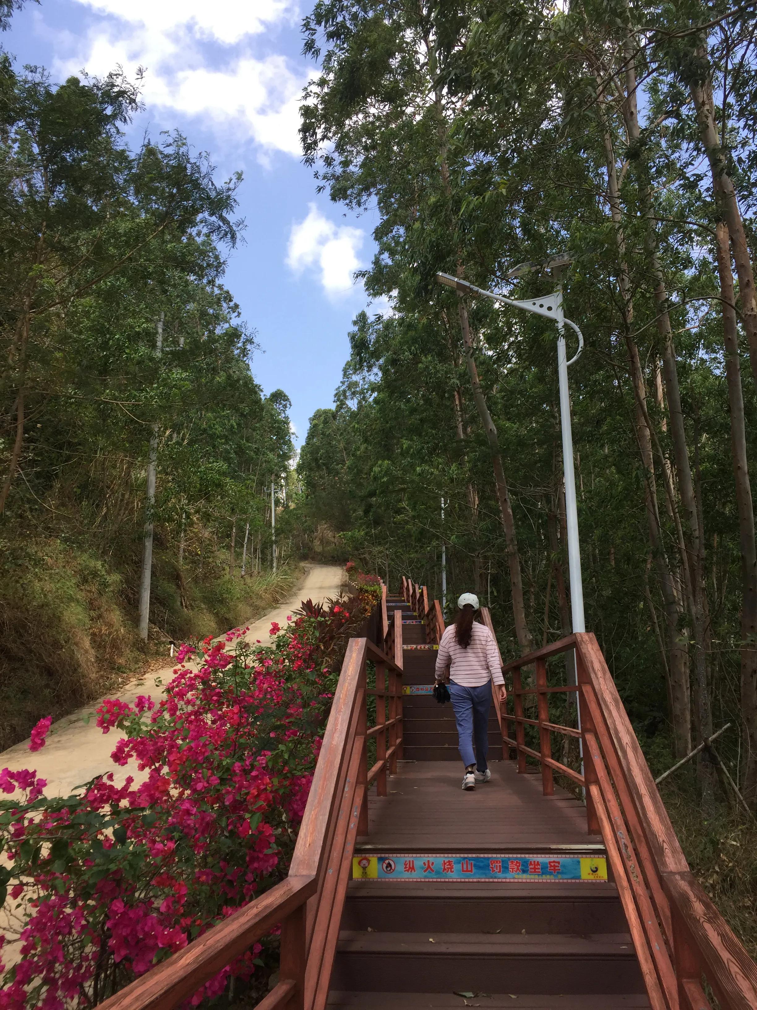 海南陵水最美的三角梅花海,陵水香水湾红角岭滑翔伞