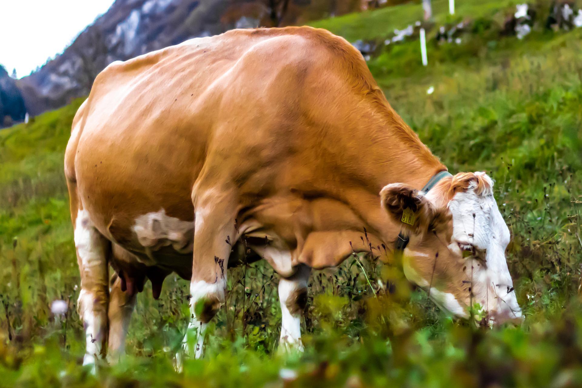云南千亿级肉牛产业链项目布局,云南省肉牛养殖发展前景