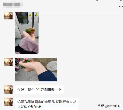 鹦鹉带标识和不带标识的区别,不小心买了违法鹦鹉怎么办