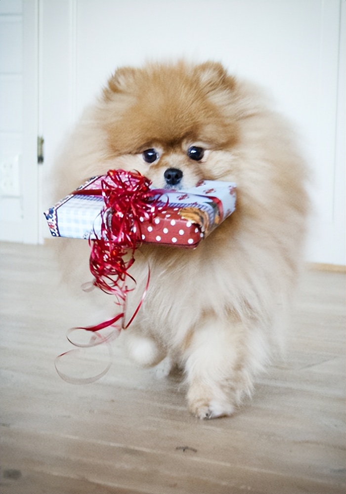 博美犬为什么不建议养公犬,博美犬的5大缺点看完你还想养吗