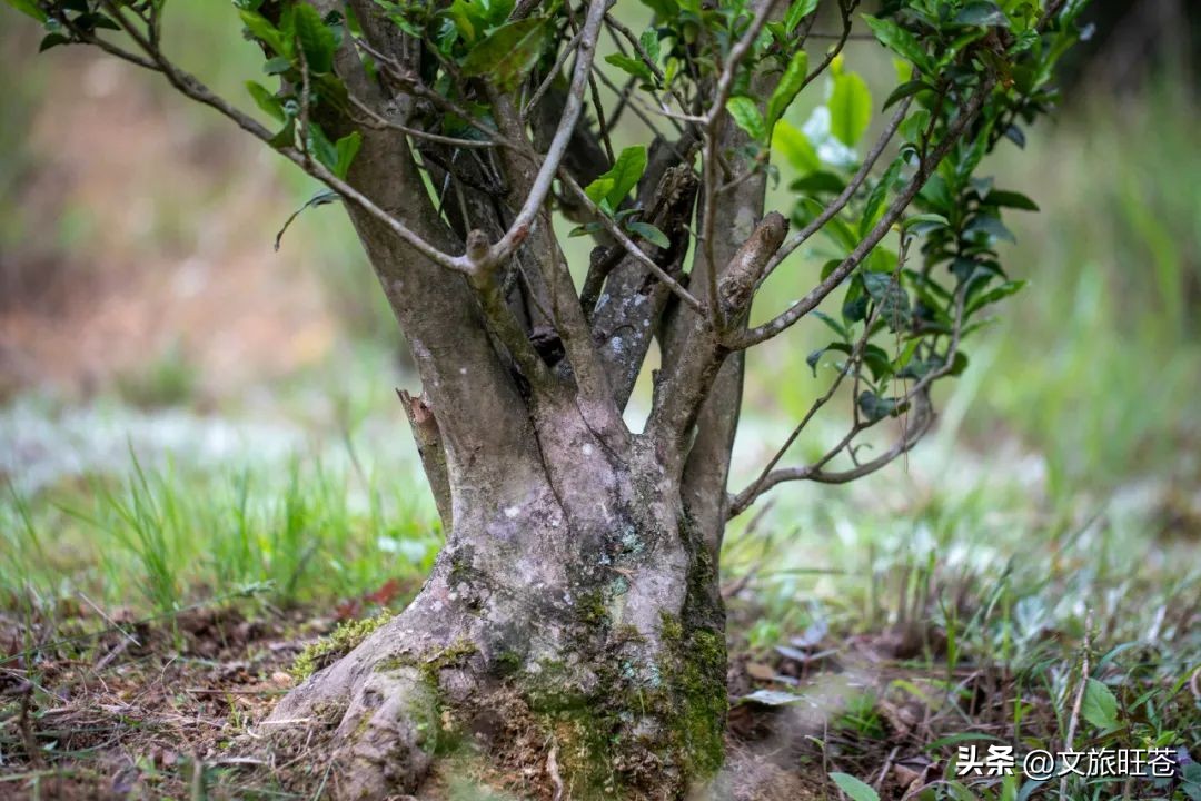 旺苍六大茶乡,个个香飘万里!看看你最熟悉哪几个?