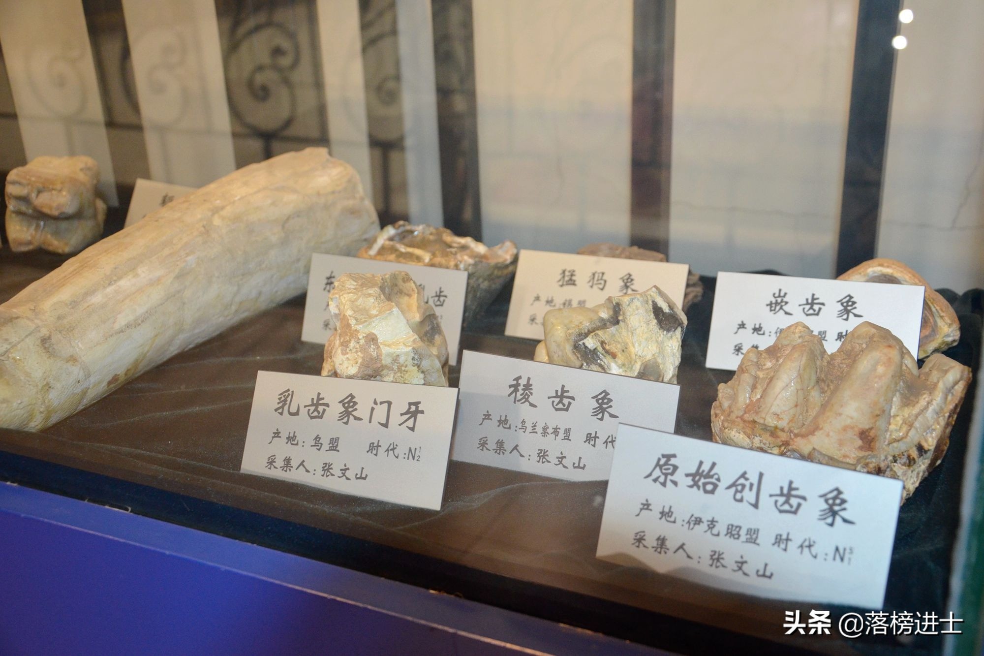 石家庄哪个博物馆里有恐龙化石,石家庄博物馆里有恐龙化石吗