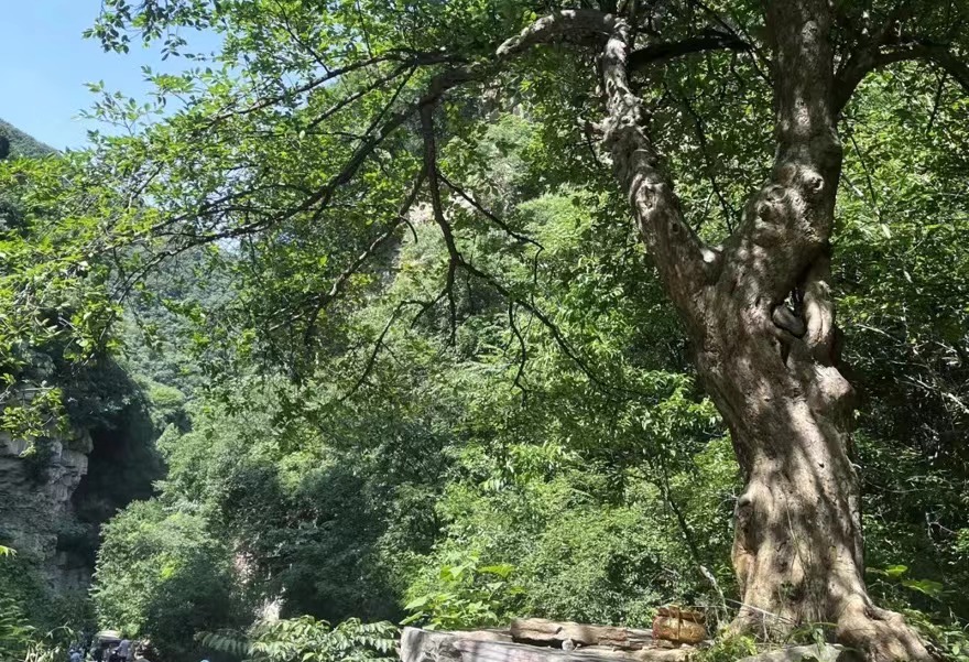 端午节郑州周边避暑游玩推荐景点,端午郑州附近游玩景点推荐一日游