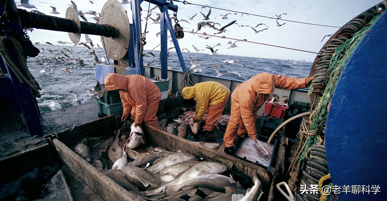 14亿国人的福音：10亿吨“海上金矿”，吃不完繁殖快，为何有隐患