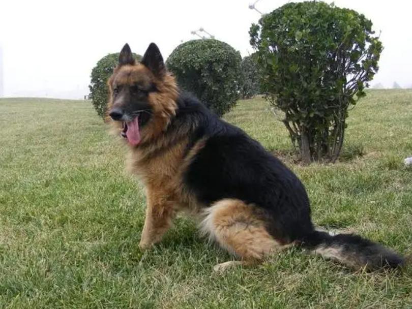 1998年，美国俄亥俄州一大丹狗将主人折磨致死，案件始终未能告破