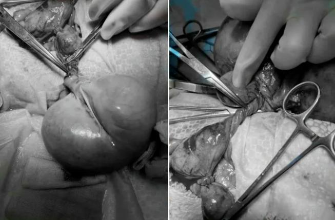 黑心狗厂逼迫反复生育至瘫痪的哈士奇，被拯救后活成了小公主