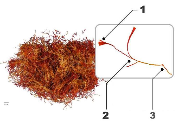 简单教你识别红花,番红花辨认